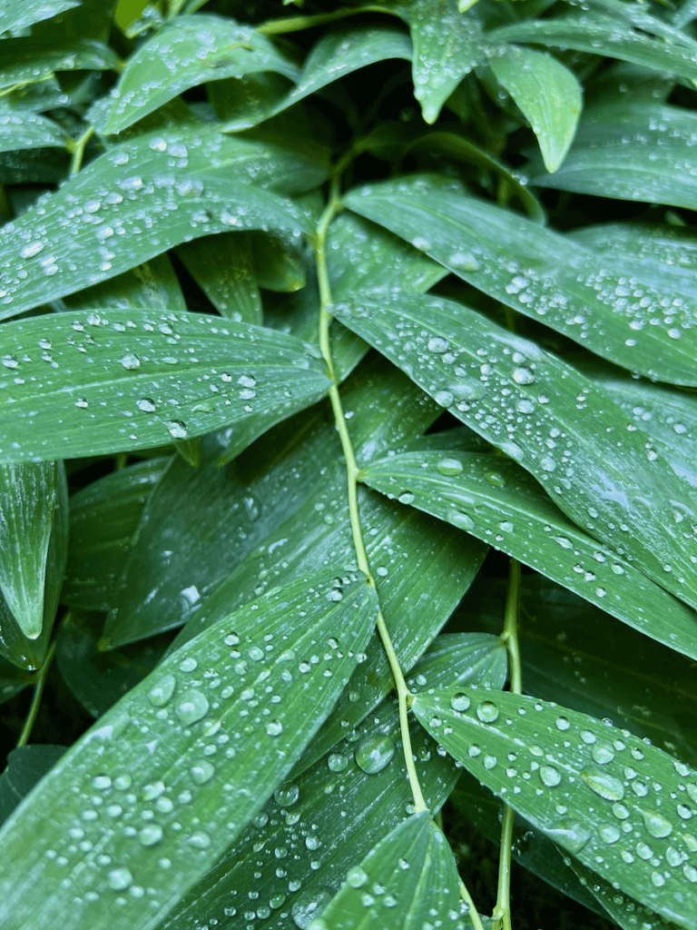 The rich layers of texture on this green plant, covered by dew drops.