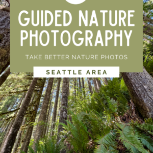 This Pinterest pin promotes a guided nature photography immersion in the Seattle area. The photo is taken on the side of a hill under a forest canopy of trees with bushy sword ferns in the foreground.