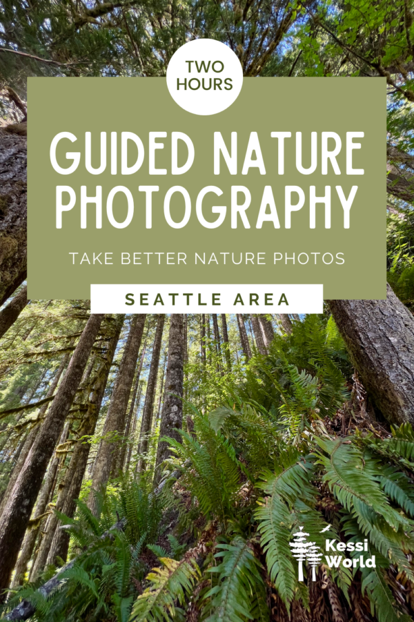 This Pinterest pin promotes a guided nature photography immersion in the Seattle area. The photo is taken on the side of a hill under a forest canopy of trees with bushy sword ferns in the foreground.
