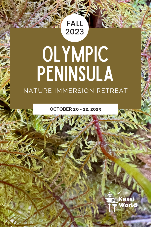 Pinterest pin promoting a Kessi World nature immersion retreat on the Olympic Peninsula the weekend of October 20-22, 2023. In the background is a delicate branch of green and red moss.