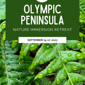 Pinterest pin promoting nature retreats on the Olympic Peninsula the weekend in September 2023. In the background there is a rich green sword fern holding big raindrops on the fronds.