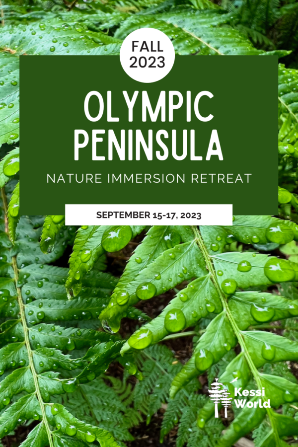 Pinterest pin promoting nature retreats on the Olympic Peninsula the weekend in September 2023. In the background there is a rich green sword fern holding big raindrops on the fronds.