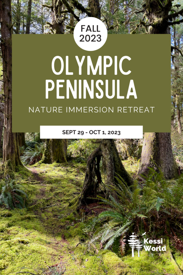 Pinterest pin promoting Kessi World nature immersion retreat on the Olympic Peninsula. In the background is a moss covered forest floor in Olympic National Park.