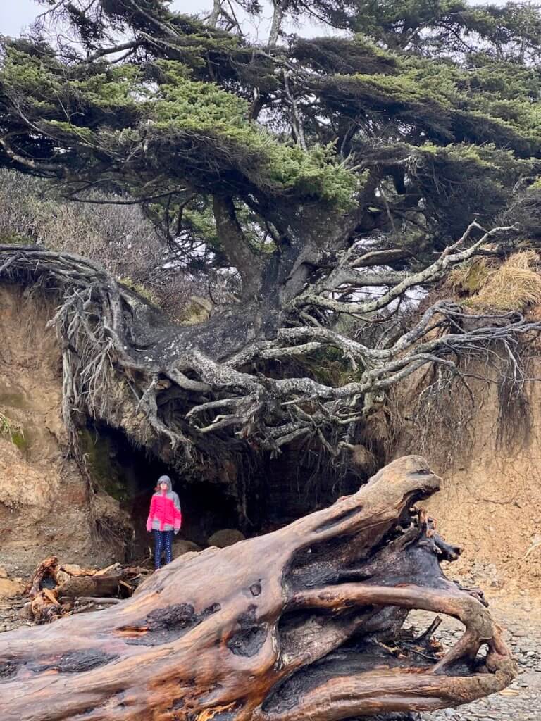 A person in bright red coat poses for a photo under the Tree Of Life near Klalaloch Lodge on Highway 101 while on an Olympic Peninsula road trip. The trees roots are hanging on for dear life to either side of a sandy cliff while a weathered drift log is in the foreground.