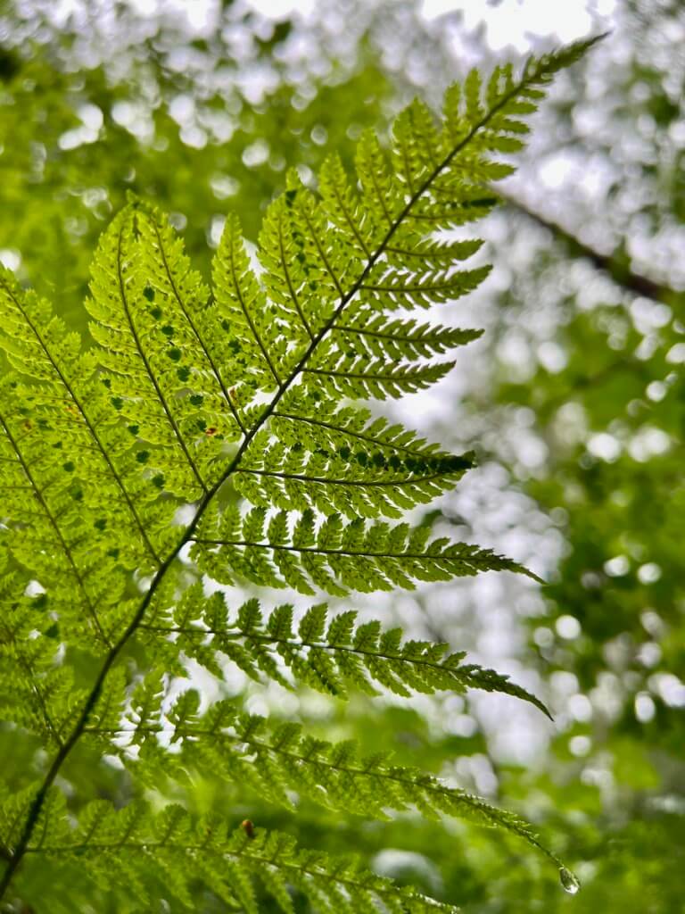 A delicate green fern has a lone droplet on the edge of a frond while the sky in the background is blurred out.