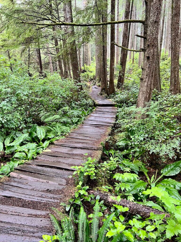 A boardwalk is a great place to have a nature immersion retreat. In this case, there is new water on the cedar planks leading into a magic forest filled with fir trees, ferns, and abundant green shrubs and covering on the forest floor.