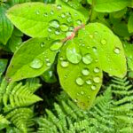 A bright green salal leaf is covered in large droplets of water while other ferns and greenery in the background is slightly blurred out.