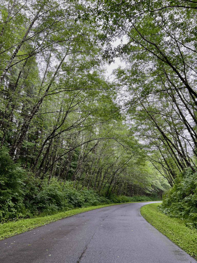 The roadway to ShiShi Beach on the Makah Indian Reservation is paved with an unmarked road. Here, deciduous trees with green foliage hang over the roadway.