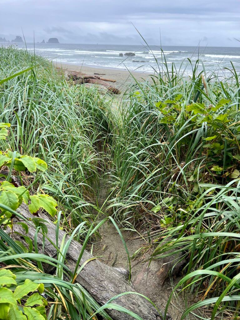The portal from the forest to ShiShi Beach in Olympic National Park. A drift log is almost concealed by beach grasses and a sandy path leads out to the foamy surf of the Pacific Ocean.