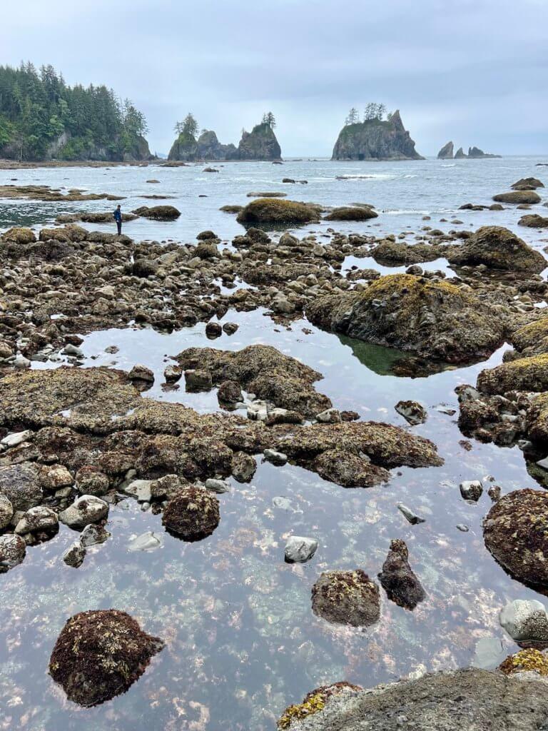 Tide pools on ShiShi Beach reveal sea creatures in the salty rocks at low tide. A man stands in the distance on a barnacle clad rock and there are sea stacks rising up from the Pacific Ocean in the distance. The sky is gray.