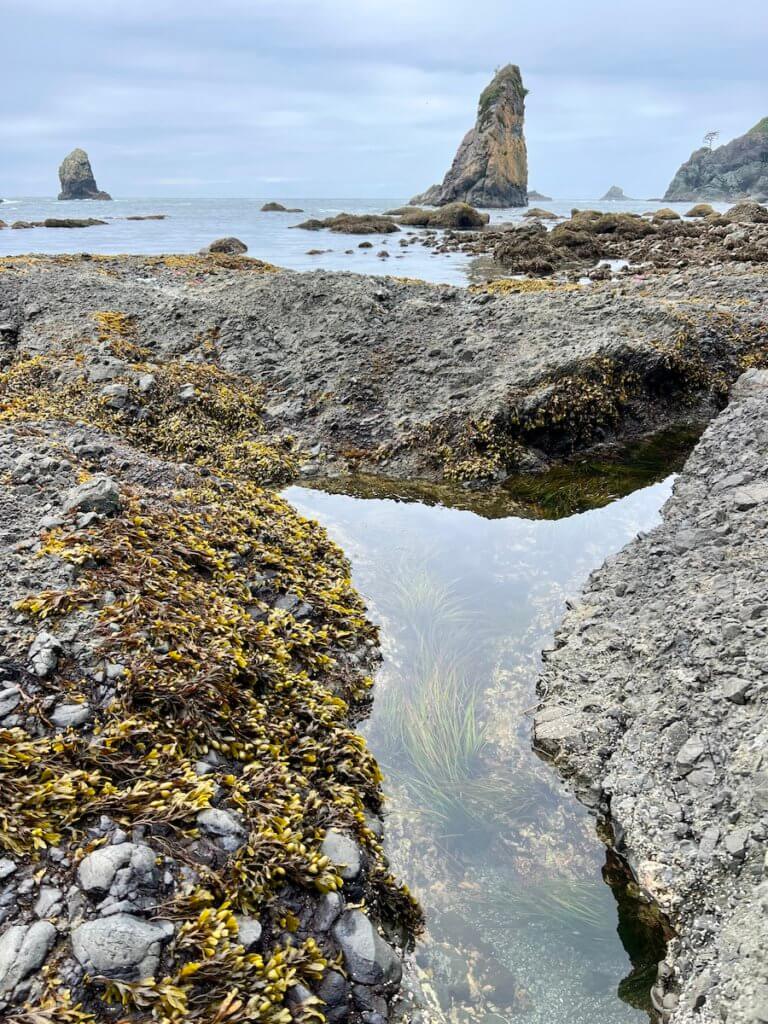 Tide pools and rocks stacks in the Olympic National Park. A salty tide pool is in the foreground with grasses swaying under the water while barnacles and other seaweed varieties cling to the rocks above.