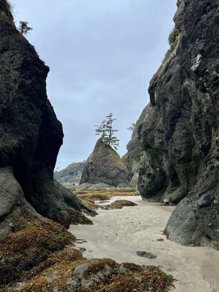 At low tide, the hike on ShiShi Beach in the Olympic National Park offers a path by sand and barnacle clad rocks. Here two fir trees can be seen rising from the top of a rock stack under gray skies.
