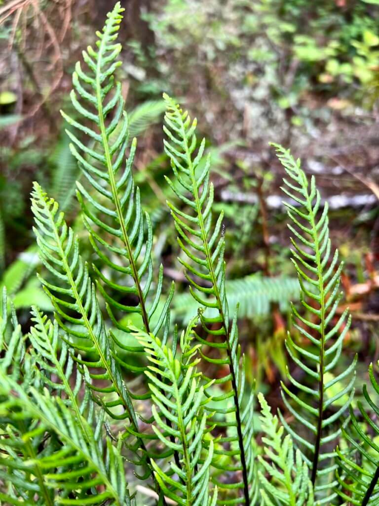 Delicate fern fronds seem to play with each other on a hike on the Olympic National Park in Washington State.