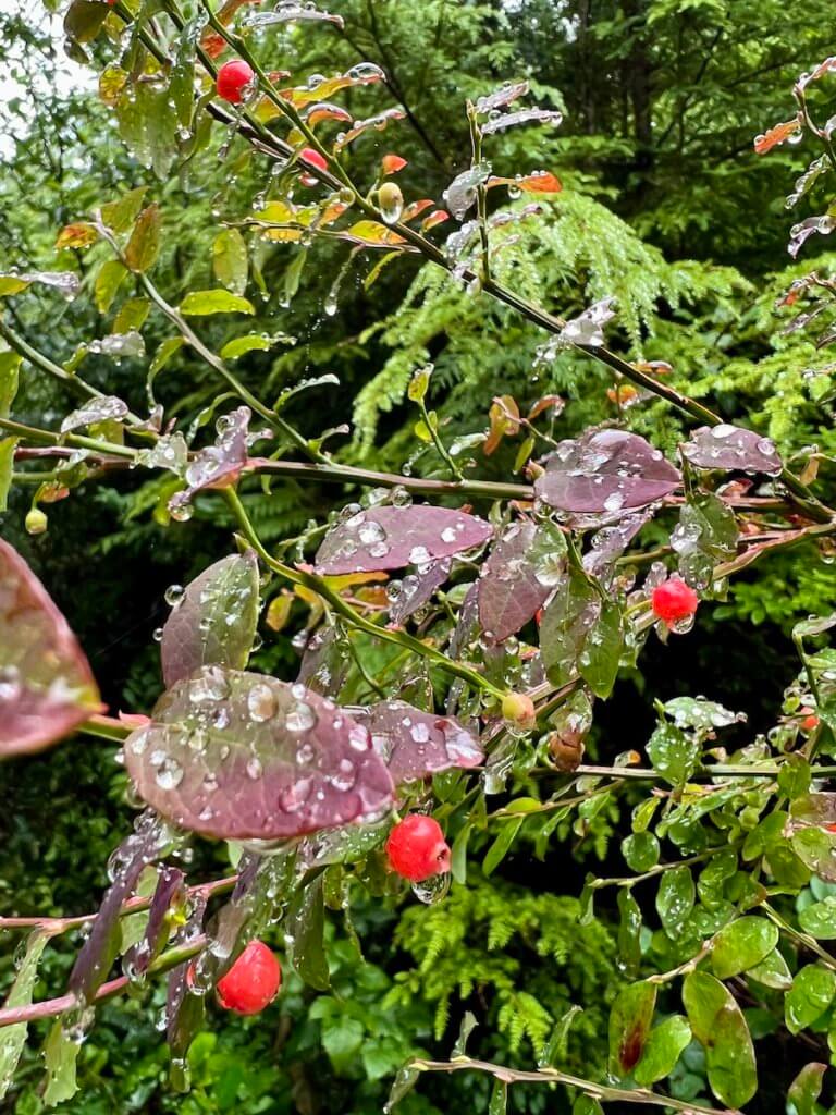 Red berries cling to a bush on a hike on the Olympic Peninsula in Washington State. The leaves around the red berries have large droplets clinging to them.
