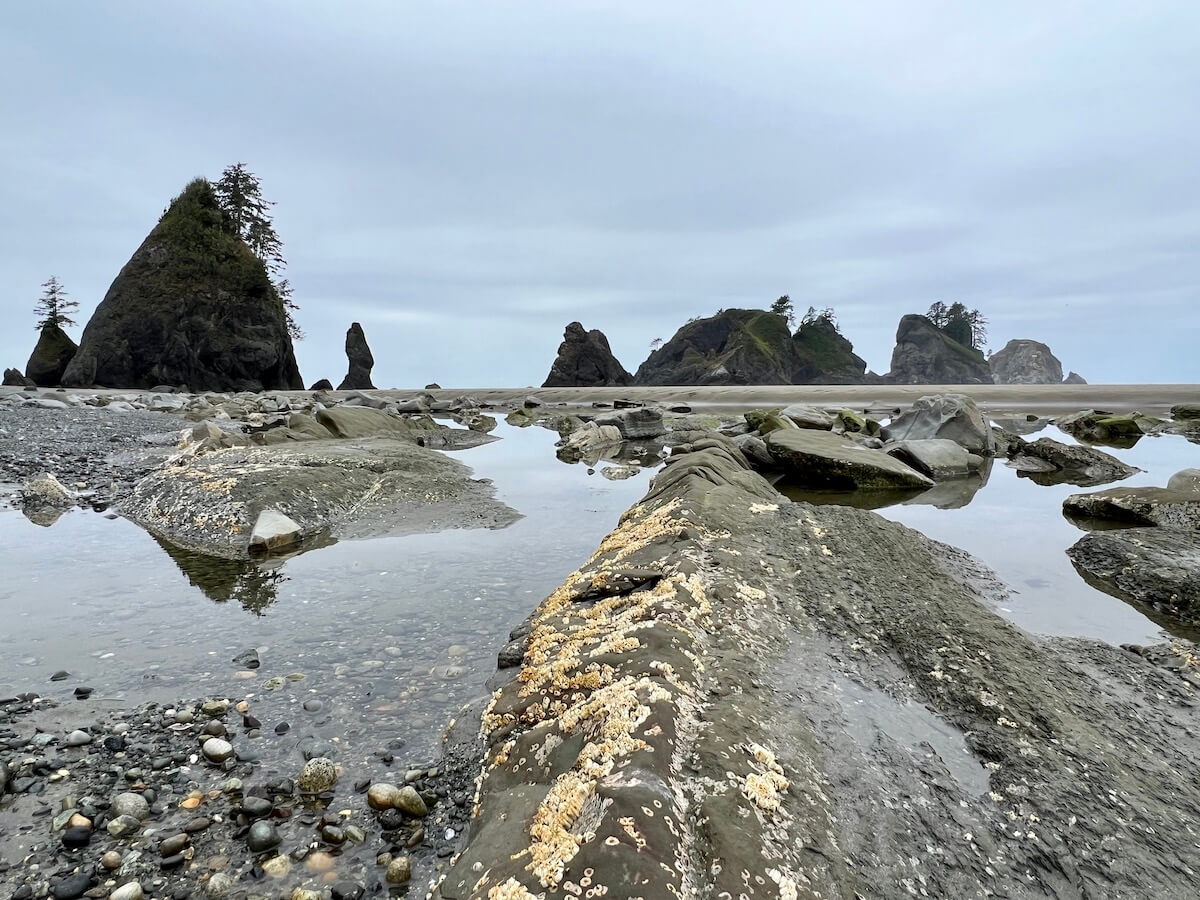 ShiShi Beach trail at low tide with barnacle clad glacier rocks exposed. They are surrounded by low tide pools while more dramatic rock stacks rise up in the distance under gray skies.