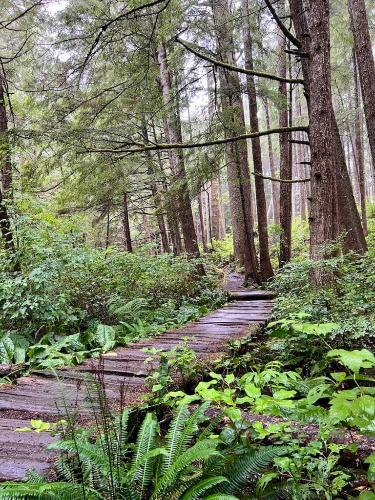 A boardwalk leads to ShiShi Beach on the Olympic Peninsula of Washington State. The fir planks are glistening with dampness of the rainforest while ferns and other green foliage surround the path. The canopy above has twisting fir trees.