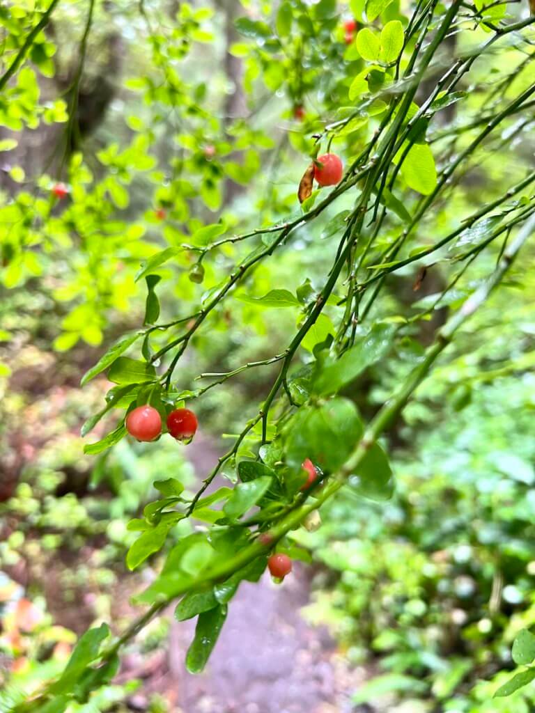 Red berries cling to a shrub along the hike to ShiShi Beach. The muddy trail can be seen below out of focus.
