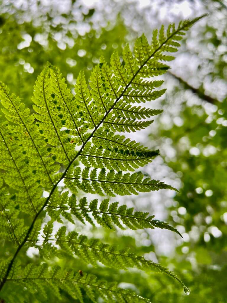 The frond of a fern shows all the intricate patterns and seeds. One sword holds a heavy dew drop, waiting to fall. The canopy of the rainforest is out of focus above.