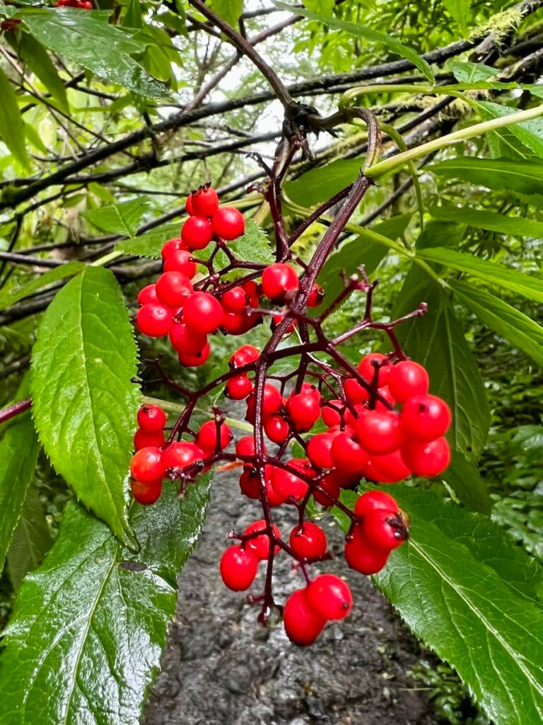 red berries cling to a shrub along the very muddy trail to ShiShi Beach on the Olympic Peninsula. The green leaves around the berries are damp from a recent rain.