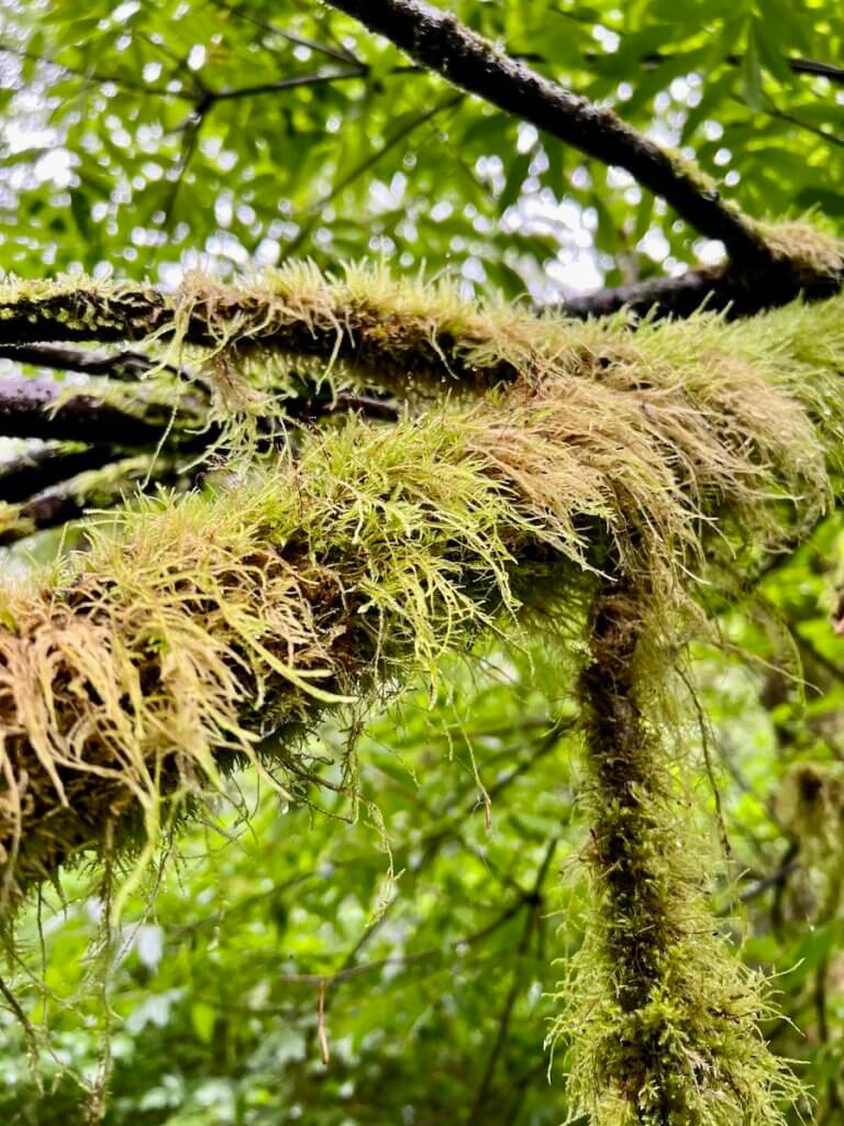 Velvety moss clings to the branch of a tree deep in the rainforest of the Olympic Peninsula.