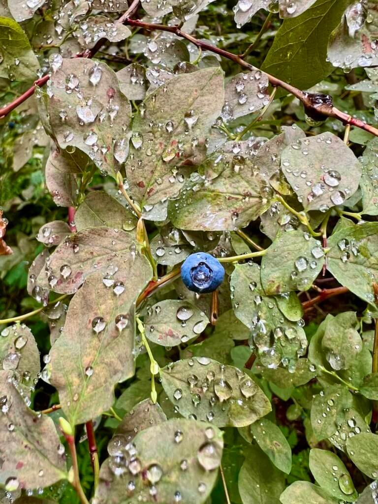 A lone wild blueberry clings to a bush covered in water droplets.