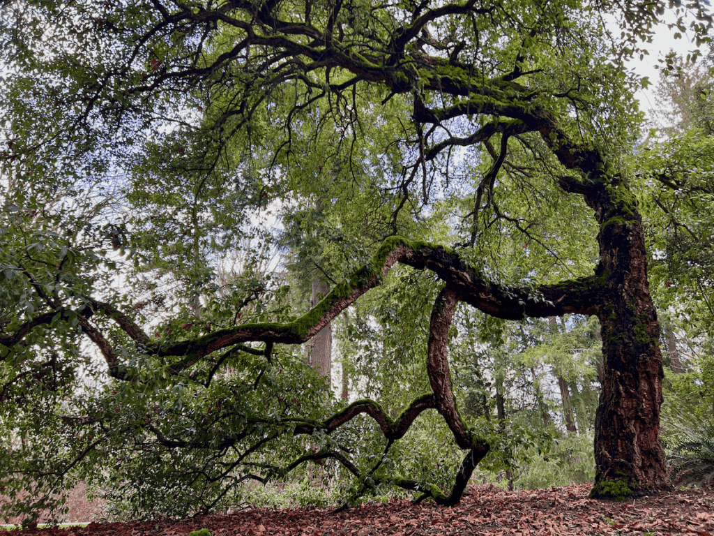 A tree drapes over a leaf covered lawn in a park in Seattle.