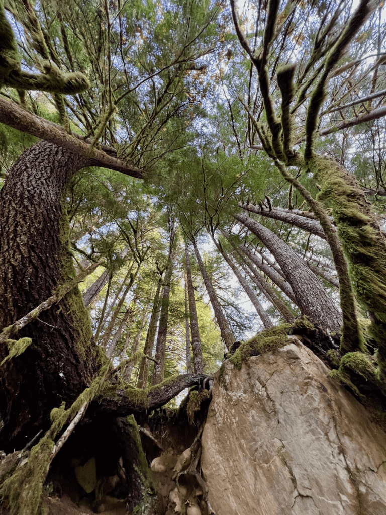 Trees wind up into the sky near the Sol Duc River in Olympic National Park in Washington State. The fir trees are tall and covered in moss while their roots grasp a giant boulder.