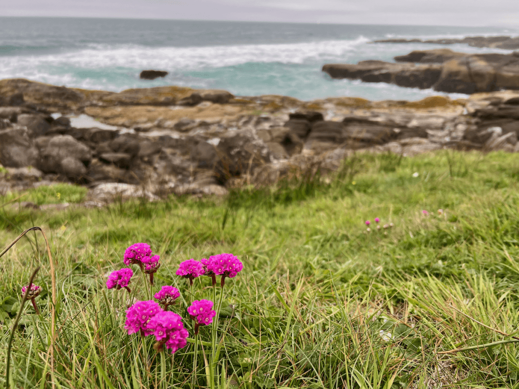 Some bright pink flowers protrude from Lucious green grass along the Oregon Coast. There are rocks in the background surrounded by blueish gray water with white foam on top of the waves. Nature abounds on a tour of the Pacific Northwest.