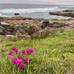 Some bright pink flowers protrude from Lucious green grass along the Oregon Coast. There are rocks in the background surrounded by blueish gray water with white foam on top of the waves. Nature abounds on a tour of the Pacific Northwest.