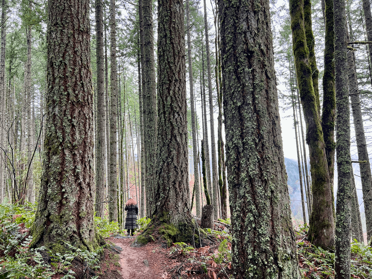 A woman in a plaid overcoat with pink hair walks on a forest trail in a nature meditation therapy session in an Oregon forest. The trees are adult and tall. They are relatively close together an uniform in size. This photography present perspective as the woman is a fraction of the size of the forest.