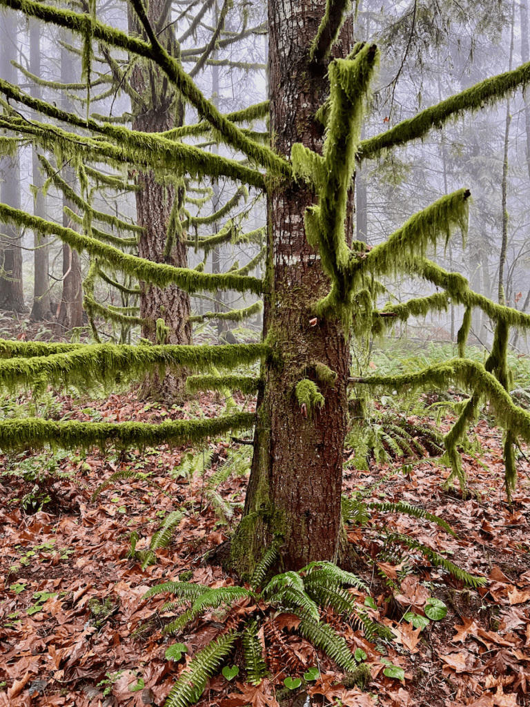 This nature photograph shows an adolescent fir tree in a Pacific Northwest forest covered in lime green moss, dripping from every branch. There is a sword fern at the base of the tree among last years fallen maple leaves. There is a light mist in the background of the surrounding forest.