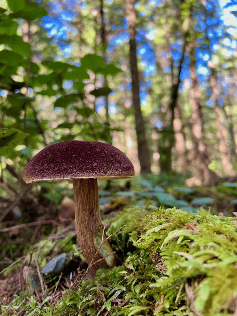A bright mushroom with a red velvety cap stands out on a moss covered log while blue sky pops up in the background on the Olympic Peninsula of Washington State.