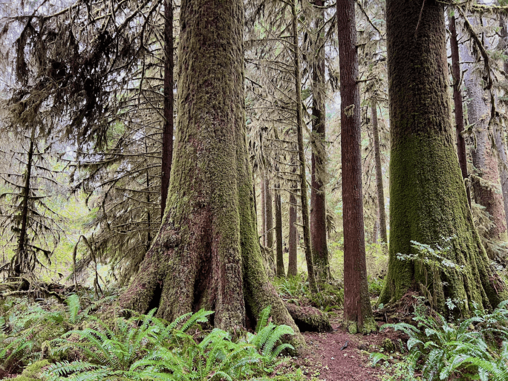 Large moss-covered sitka spruce trees on the Olympic Peninsula make for a great meditation retreat destination for people wanting peace and quiet. The green sword ferns pop up all over the forest floor. Smaller trees line up in the distance, also draped in moss.