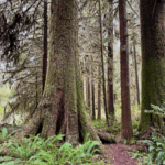 Large moss-covered sitka spruce trees on the Olympic Peninsula make for a great meditation retreat destination for people wanting peace and quiet. The green sword ferns pop up all over the forest floor. Smaller trees line up in the distance, also draped in moss.