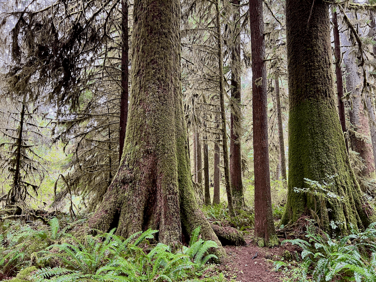 Nature meditation retreat