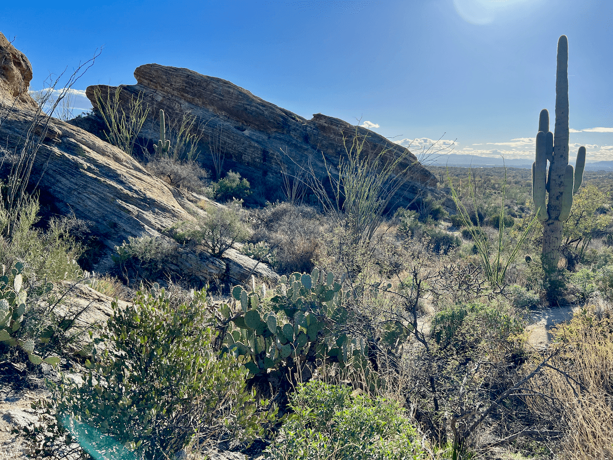 A desert scene at Saguaro National Park near Tucson Arizona. This is an excellent place to keep present to a nature connection. There is a giant cactus in the foreground with dramatic slanting rocks adorned with a variety of desert vegetation, under blue skies.