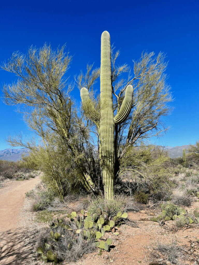 A regal saguaro cactus rises up to the blue sky near Tucson Arizona. It is surrounded by other high trees and orangish gray gravel.