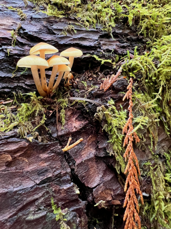Tiny mushrooms pop from a fallen log on a trail in the Olympic Peninsula. Focusing on nature's beauty is an important way to push away fear of perfection. Instead celebrating the imperfections of the dried up cedar needle and uneven lime green moss.