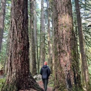 A woman walks between two large Douglas fir trees in a Pacific Northwest forest. She's wearing a black puffy jacket and light blue sneakers and an orange hat. The walking path is covered in fir needles.