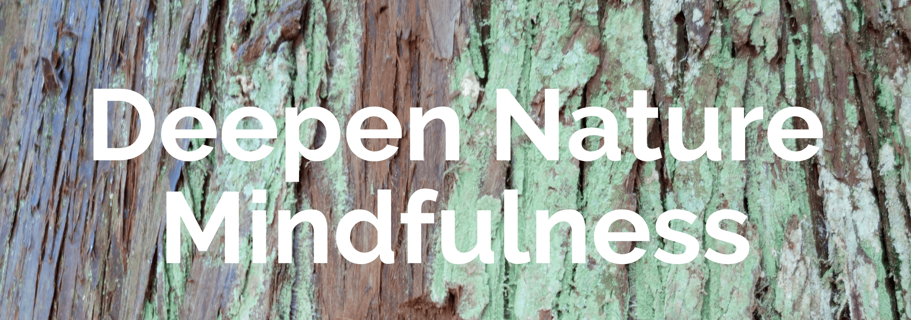 A tile for the main website page with a green and brown bark of a cedar tree and white bold letters that say Deepen Nature Mindfulness.