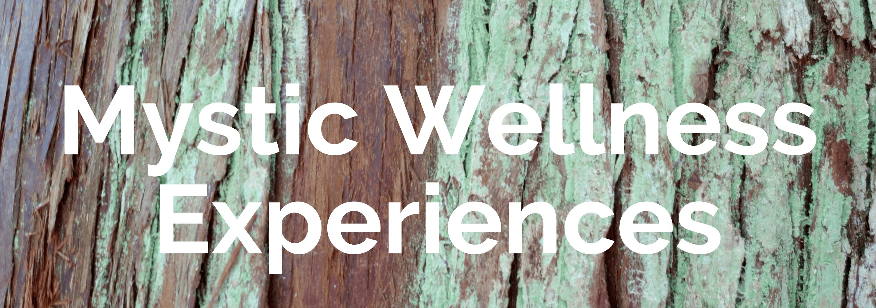 A tile for the main website page with a green and brown bark of a cedar tree and white bold letters that say Mystic wellness experiences.