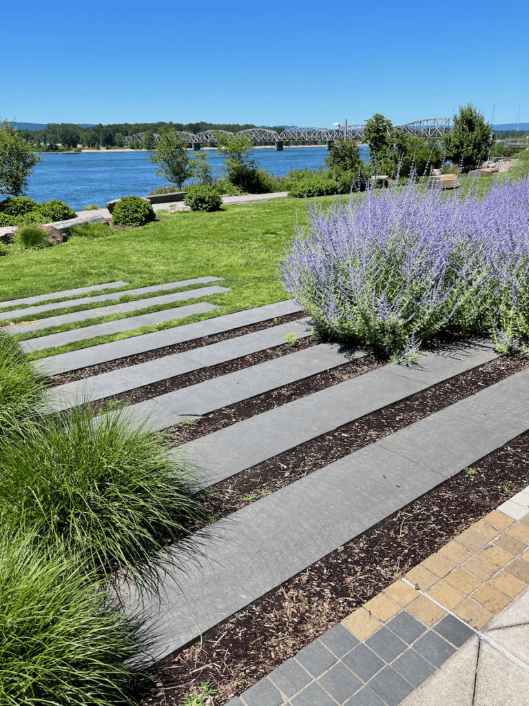 Vancouver, Washington's waterfront community makes a great spot to wait out traffic on the Seattle to Portland drive. Here the lavender is growing prolifically near rich green grass that flows to the edge of the Columbia River under a blue sky.