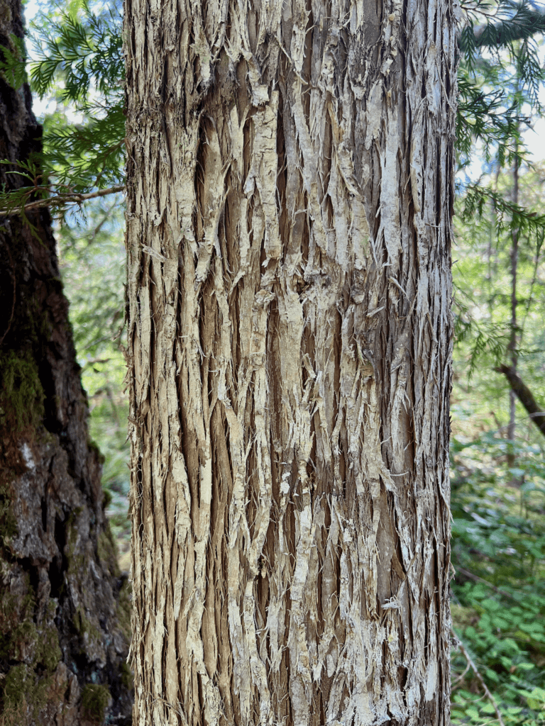 This shot of a cedar tree in North Cascades National Park shows the flakey bark up close. The background is slightly blurred of blue sky and other fir trees. 