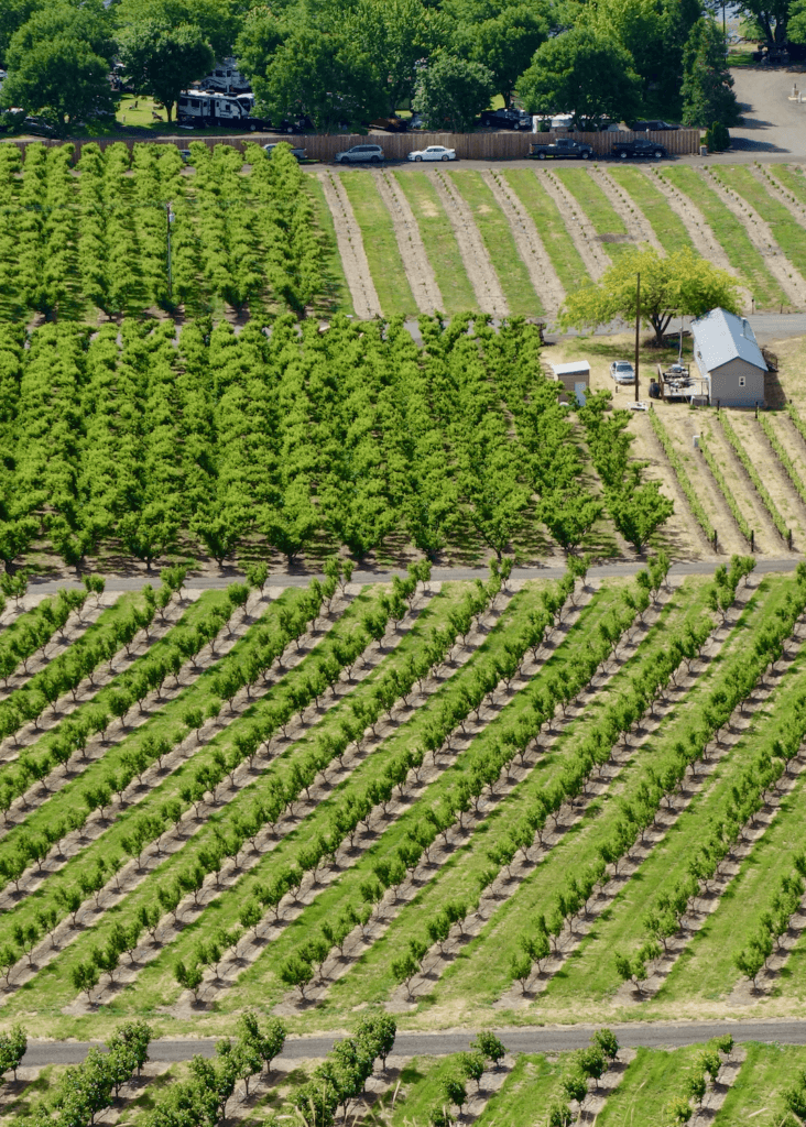 Rows of fruit trees create geometrical shapes in a farming region of Washington State.