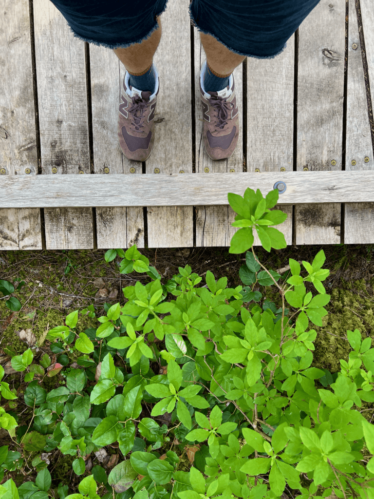 A hiker in North Cascades National park stands on a boardwalk, looking down at bright green foliage of forest shrubs. He's wearing purple shoes and cutoff jean shorts.