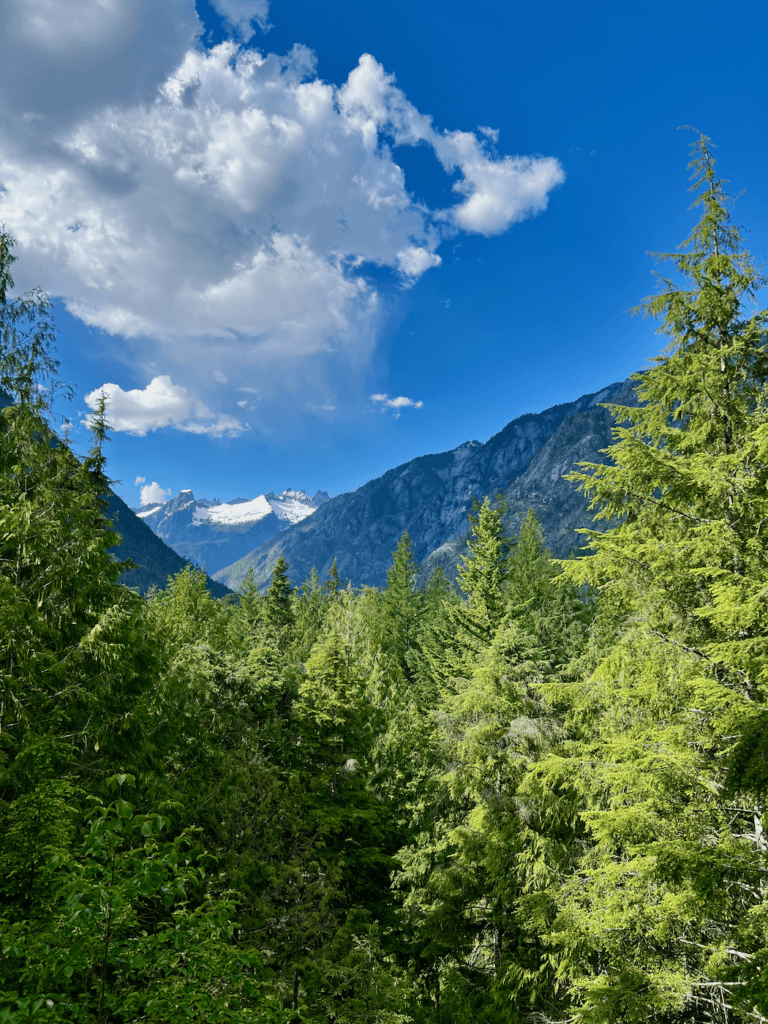 Puffy white clouds float through the sky above the mountains in the North Cascades of Washington State. In the foreground there are numerous types of evergreen trees.