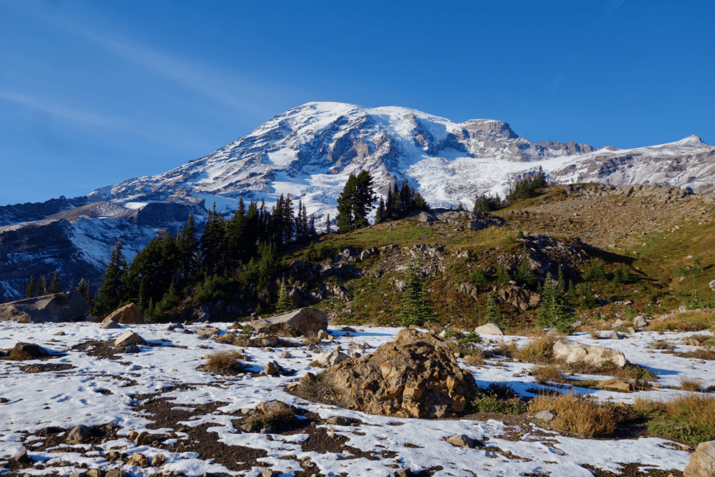 Seattle to Mt. Rainier National Park makes a remarkable day trip because the mountain is so massive in beauty. In this photo, she is covered with snow under a blue sky with patches of bare rocks and light dusting of snow in the foreground with small alpine fir trees that are dark green.