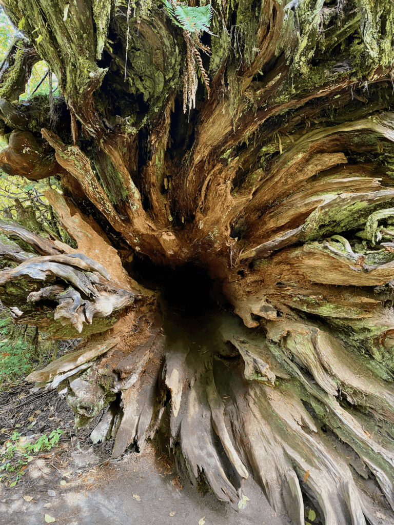 A hollowed out ancient cedar log shows the inner twists and turns of the giant, now fallen over in an old growth forest in Washington State.