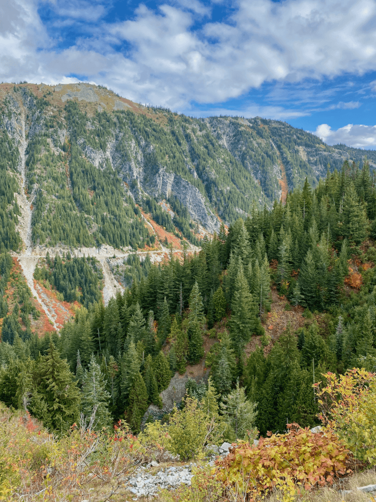 An autumn scene on Mount Rainier with a roadway cutting down the mountain with rows of fir trees and gentle patches of bright orange and yellow foliage. The sky is blue with some light white clouds.