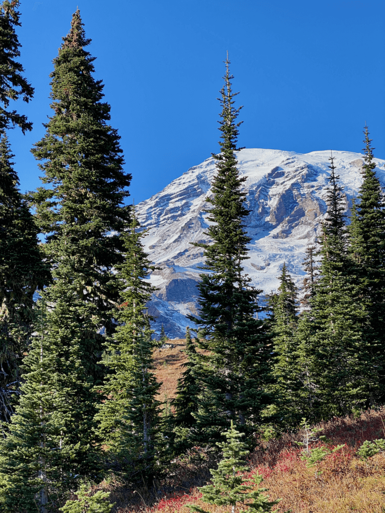 Mount Rainier from a hike near Paradise at the tree line. The mountain is bright with fresh white snow under a blue sky. 